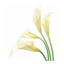 キャンバスアート Petit Canvas Art White Calla 300x300mm 美工社 ZPT-62066 ギフト 壁掛け インテリア 取寄品 ...