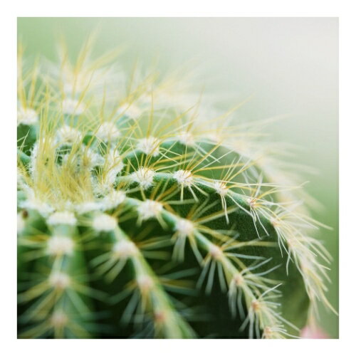 Х Petit Canvas Art  300x300mm  ZPT-62069 ե ɳݤ ƥꥢ  ޥޥݥ...