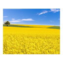 キャンバスアート Petit Canvas Art 菜の花畑 500x400mm 美工社 ZPT-62080 ギフト 壁掛け インテリア 取寄品 マシュマロポップ
