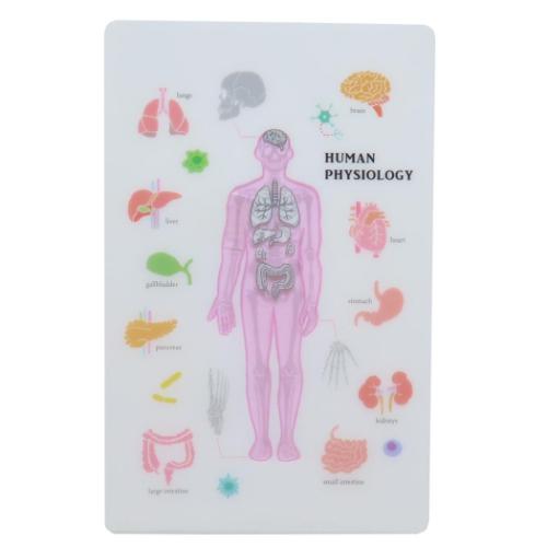 しおり STUDY HOLIC クリアブックマーク 人類生物学 Green Flash 読書 文庫本 学び 学問 メール便可 マ..