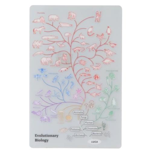 しおり STUDY HOLIC クリアブックマーク 進化生物学 Green Flash 読書 文庫本 学び 学問 メール便可 マ..