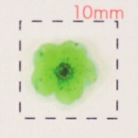 押し花【フラワーネイルアート用シール】グリーン　9枚入