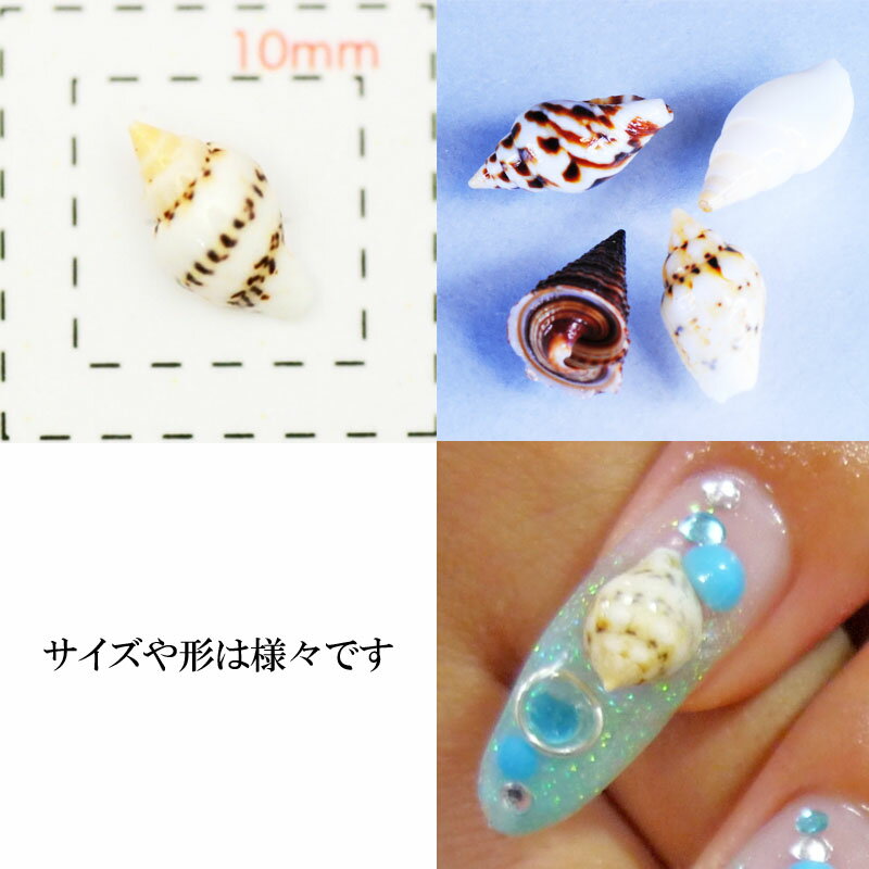 春夏新作モデル 貝殻 シェル 増量14g入 天然ベビーシェル 巻貝 ネイル パーツ アクセサリー レジン 大 Mundosuperman Com 春夏新作モデル 貝殻 シェル 増量14g入 天然ベビーシェル 巻貝 ネイル パーツ アクセサリー レジン 大 Mundosuperman Com