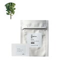 ホワイトサイプレスウッド・エッセンシャルオイル・オーガニック/テスター(有機栽培・Organic) 100% ピュア 天然 植物 無添加 精油 アロマ オイル 香水 オーデコロン ルームスプレー ルームディフューザー