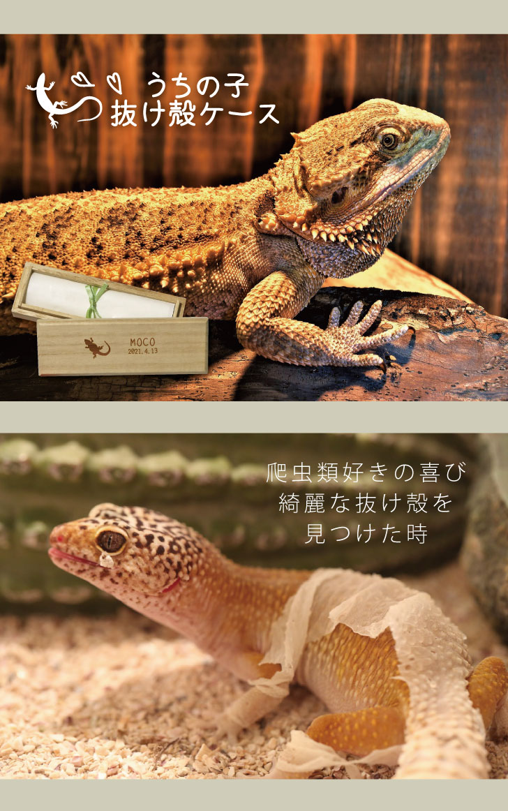 【 マラソン中はP5倍 】うちの子 抜け殻ケース ギフト ペット mo-u-ra 脱皮 皮ケース 爪 卵の殻 保管 トカゲ ヤモリ 蛇 ヘビ ビーグラッド かわいい 雑貨 爬虫類 両生類 好き な 人 プレゼント オシャレ グッズ 桐箱 ケース 思い出ボックス メモリアルの商品画像 3