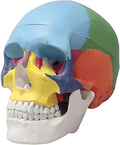 YBYP 頭蓋骨模型 可動式頭蓋模型 各部位配色 顎関節も再現 可動式 分解可能 歯科耳鼻科眼科等に (後頭骨 ブラウン)