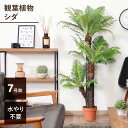観葉植物 シダ 43