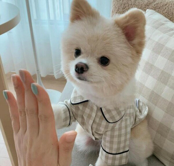 春夏新作 小型犬服★超可愛いペット服★犬服★猫服★犬用★ペット用品★ネコ雑貨のサムネイル