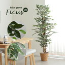 ポイント5倍/9日20時から 人工観葉植物 フェイクグリーン Ficuse(フィカス) 690 H150cm H160cm 2種対応 人工植物 観葉植物 おしゃれ フェイク 造花 大型 グリーン インテリア