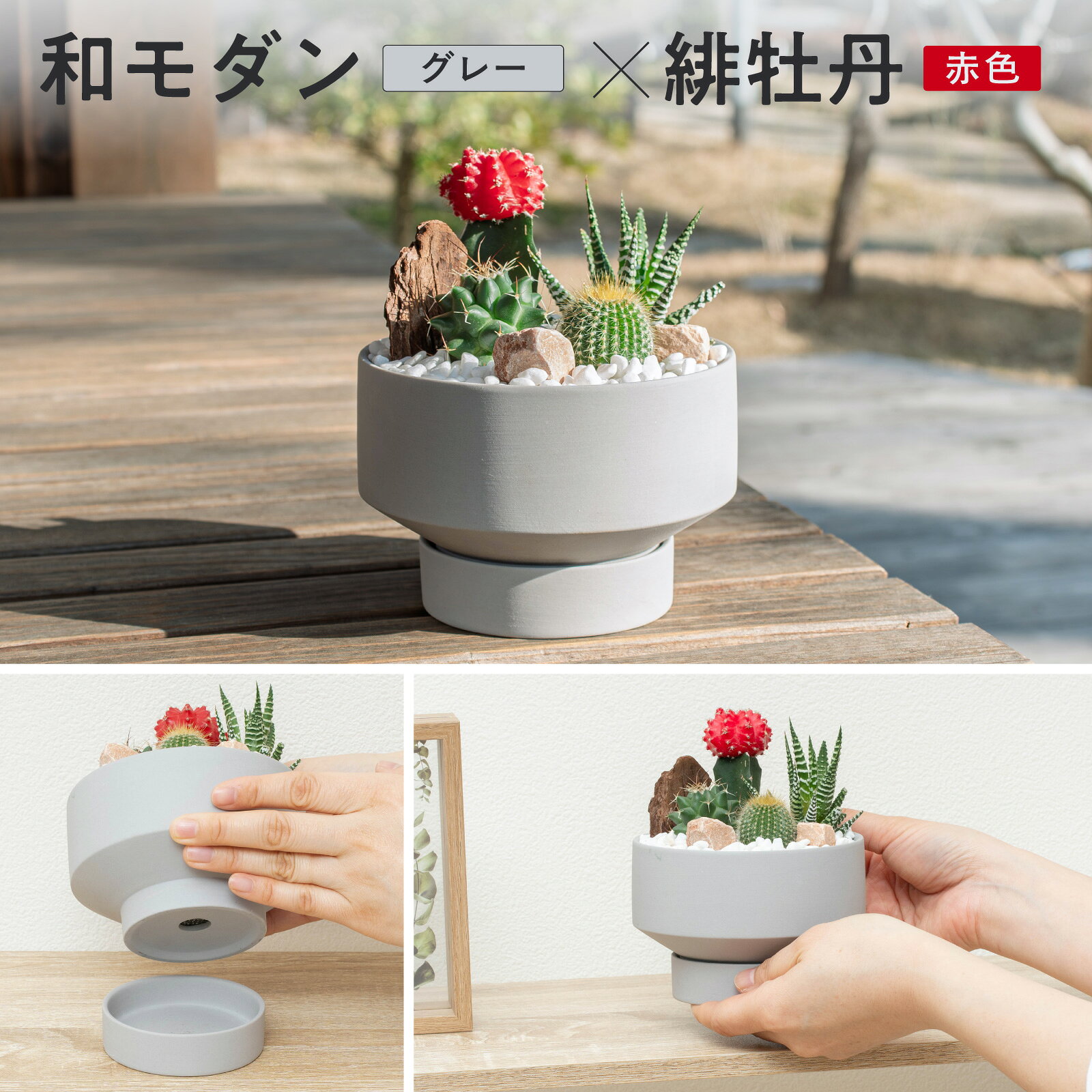 楽天市場】サボテン（カラーグレー）（観葉植物｜花・観葉植物）：花