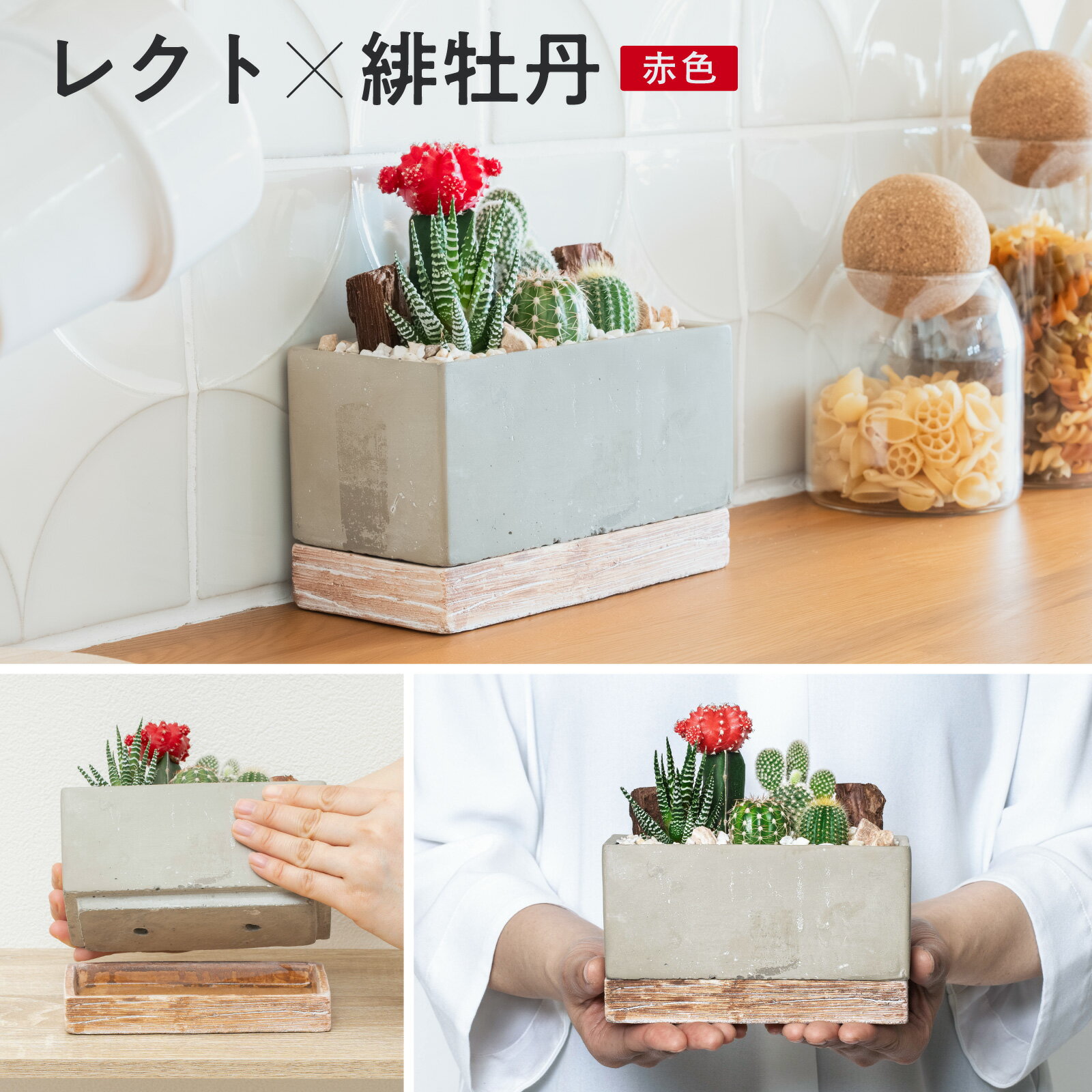 楽天市場】サボテン 緋牡丹（カラーレッド）の通販