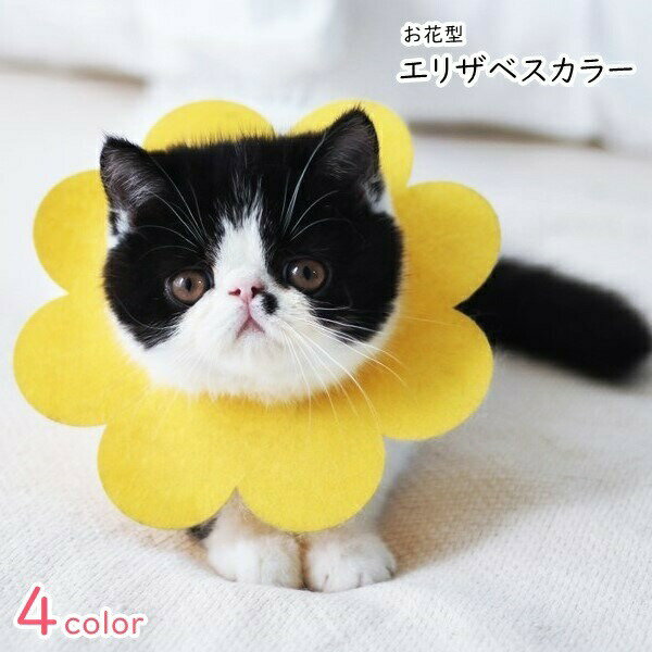 楽天市場】エリザベス カラー おもしろ（ペット・ペットグッズ）の通販