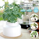 フェイクグリーン ミニ 楽天 人工観葉植物 鉢 小さい ct触媒 観葉植物 フェイク 人工植物 消臭 抗菌 防汚 アーティフィシャルグリーン イミテーショングリ...