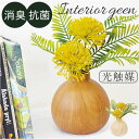 光触媒 造花 楽天 花 フラワー イミテーション 消臭 抗菌 フェイクグリーン 木目柄 陶器 ラウンドポット 一輪挿し 花瓶 インテリアグリーン 植物 飾る 飾...