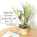 観葉植物 フェイク 大型 楽天 インテリアグリーン アーティフィシャルグリーン コウモリラン フェイクグリーン スタッグホーン 人工観葉植物 大きめ 鉢植え ポ...