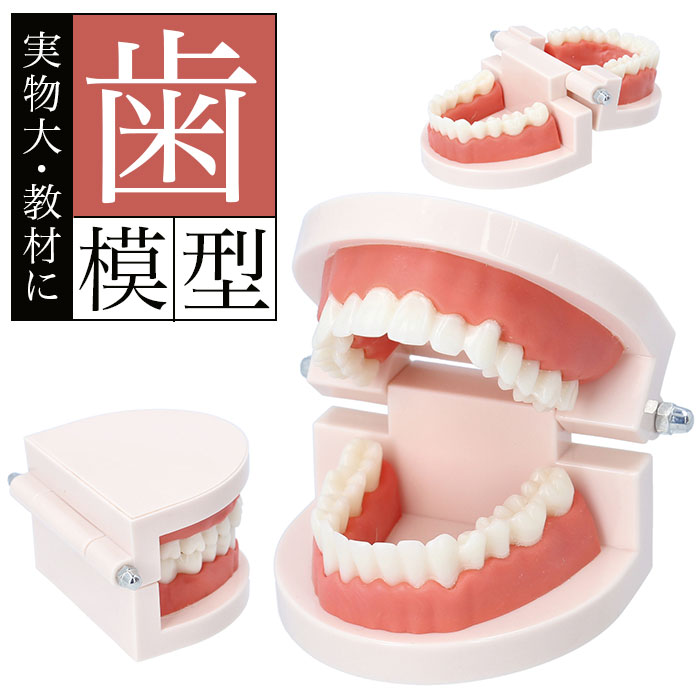 歯 模型 楽天 歯科 歯根 口内 歯模型 実物大 180度 開閉式 歯列模型 上下顎 ムシ歯 顎 口腔 デンタルケア ブラッシング指導 指導 学校 学習 教育 ...