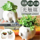 光触媒 マーブルポット 楽天 植木鉢 ポット プランター ボウルポット フェイクグリーン 装飾 観葉植物 植物 飾る 飾り インテリアグリーン 消臭 光触媒加工...