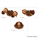 こびとづかん グッズ 楽天 4947864050962 クリアカード まじかる百貨店クリアカード こびとずかん こびとづかん04 スマホ裏 スマートフォン 透明...