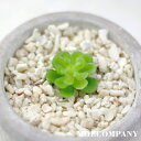 フェイク多肉植物(イミテーション)【5個入り】ポリエチレングリーンフェイクグリーン 多肉植物 フェイクグリーン お手入れいらず水入らず 寄せ植えOK おしゃれ ...