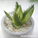 フェイク多肉植物(イミテーション)【1個入り】ポリエチレングリーンフェイクグリーン 多肉植物 フェイクグリーン お手入れいらず水入らず 寄せ植えOK おしゃれ ...