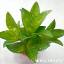 フェイクグリーン フェイク 多肉植物(イミテーション)【1個入り】ポリエチレングリーンフェイクグリーン 多肉植物 フェイクグリーン お手入れいらず水入らず 寄せ...