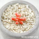 フェイク多肉植物(イミテーション)【5個入り】ポリエチレンオレンジフェイクグリーン 多肉植物 フェイクグリーン お手入れいらず水入らず 寄せ植えOK おしゃれ ...