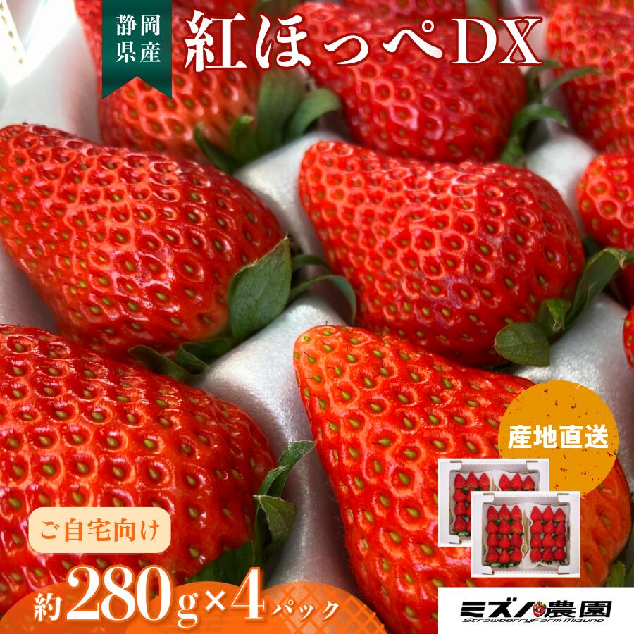 いちご 紅ほっぺ DX 約1120g(280g×4パック) ミズノ農園 静岡県産 苺 イチゴ プレゼント お取り寄せ 旬のフルーツ 果物 手土産 自宅用 産地直送 産直