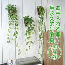 光触媒インテリアグリーン 壁掛け&吊り下げ・半永久的に消臭するインテリアグリーン♪ハンギング ミニ 抗菌・防汚・浄化 空気清浄 フェイクグリーン 小さい おしゃ...