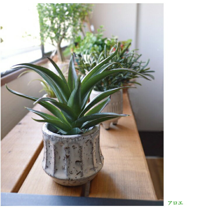 ������ ����ƥꥢ���꡼�� ���ڥݥåȡ�Ⱦ�ʵ�Ū�˾ý�����ե��������꡼�� ������ ��� ���� �ɱ� ���� �������� ���� ¤�� ���� ������� �ܱ��� ���� �Ϥ�ʤ� ���ߥơ�����󥰥꡼�� ���տ�ʪ CT���� ���ե��� Ź�� �±� �͹����� ����Ź æ�� �ɥ���