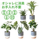 光触媒 インテリアグリーン CMポット・フェイクグリーン 玄関 お手入れいらず 本物そっくり フェイクグリーン 観賞用 ポット 消臭 抗菌 防カビ 空気清浄 イ...