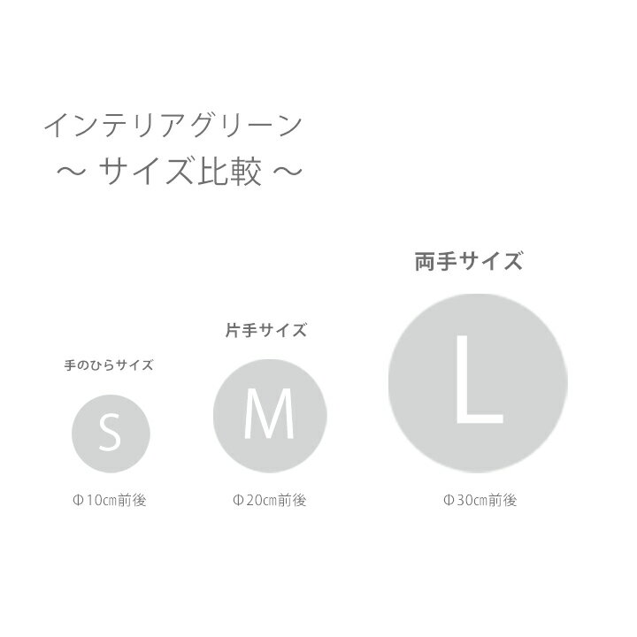 �����ޥե��������꡼�� MR�������᥵�����������͢�CT���� ���տ�ʪ �͹� �������� ���� ���֥�ॷ �������� �ý� ���� ������ ���� �ȥ��� ê ����ƥꥢ���꡼�� ���ߥơ�����󥰥꡼�� �ߥ� ��� ���� ����