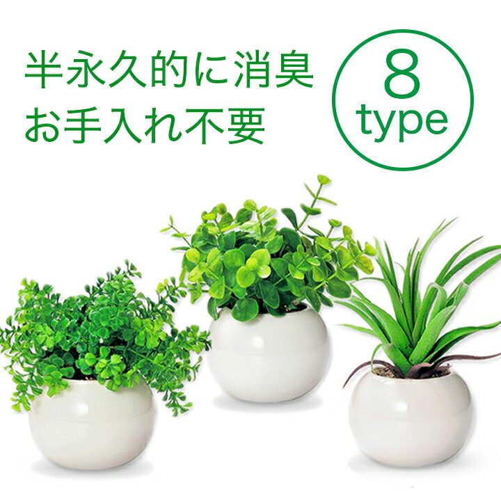 2024最新】かわいい 観葉植物！人気おすすめアイテムランキング