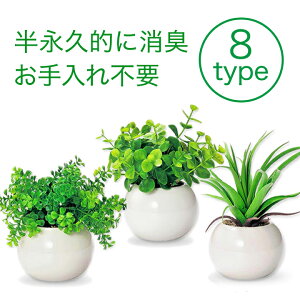 一人暮らしの部屋にあう癒しのグリーン、観葉植物のおすすめは？