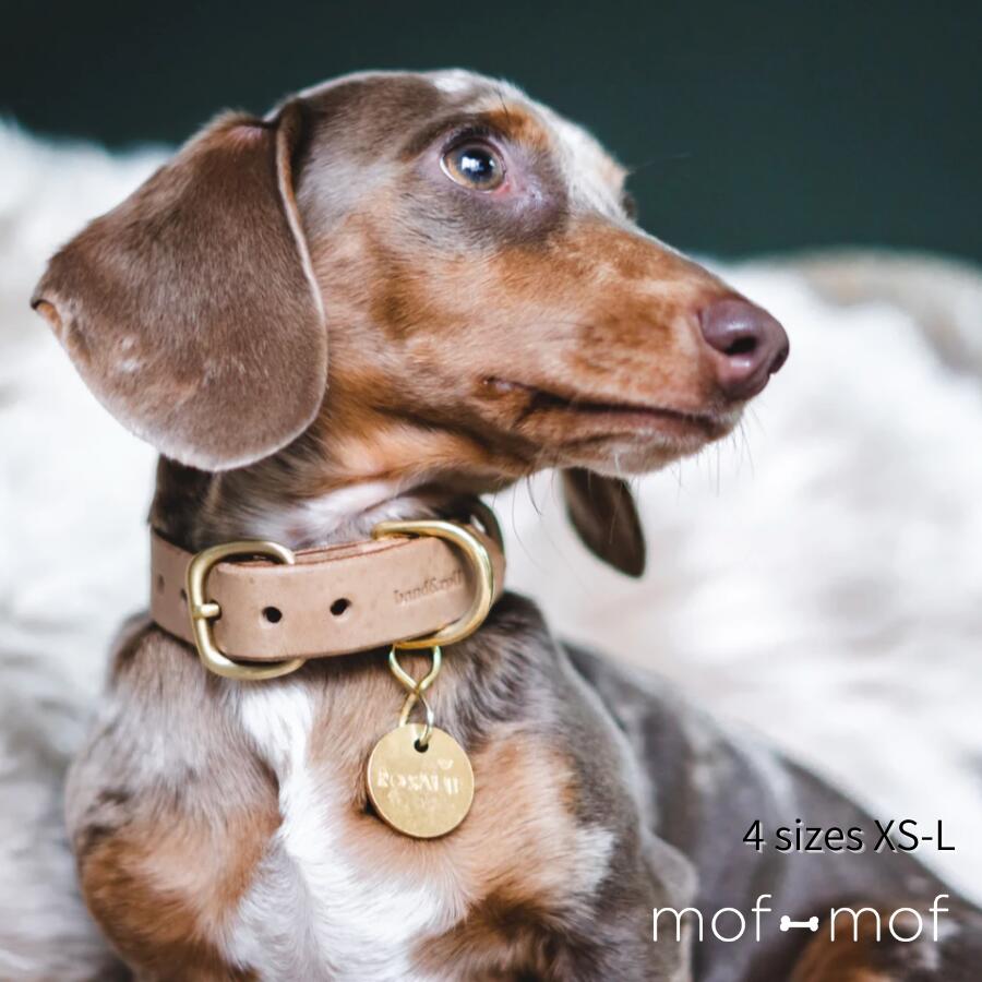 サイズ交換無料 バンドアンドロール レザー製 カラー 北欧 抜けにくい 安全 お散歩グッズ 犬 犬用 ペット用 犬首輪 くびわ 犬用首輪 犬の首輪 散歩 おしゃれ かわいい 海外ブランド 正規品 高品質 ギフト プレゼント レザー 本革のサムネイル