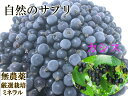 自然栽培・自然農法 冷凍カシス(1kg) 無農薬栽培 農薬不使用 天然ミネラル使用 動物性堆肥不使用