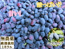 自然栽培・自然農法 冷凍ハスカップ(2kg) 天然ミネラル使用 無農薬栽培 農薬不使用 オーガニック 動物性堆肥不使用