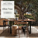 輸入壁紙 アクセントクロス ドイツ製インポート壁紙  Olive Tree「オリーブツリー」［輸入壁紙 デザイン おしゃれ 紙 オリーブの木 地中海 木 壁紙 クロス DIY リフォーム 撮影 店舗 装飾 インテリア 内装］ CSZ