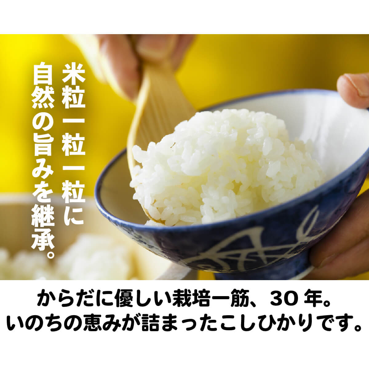新米 新潟県産 コシヒカリ 令和7年産 900g 6合 老舗江戸前鮨愛用 米 ポイント消化 送料無料 真空パック 有機肥料 チャック付き袋 お試し 冷蔵庫にしまえる 農家直送 高級 一人暮らし 少量 おいしい お取り寄せ 防虫 発送日精米 天屋商店 mokku-store-10001162 モックストア サンプル画像3