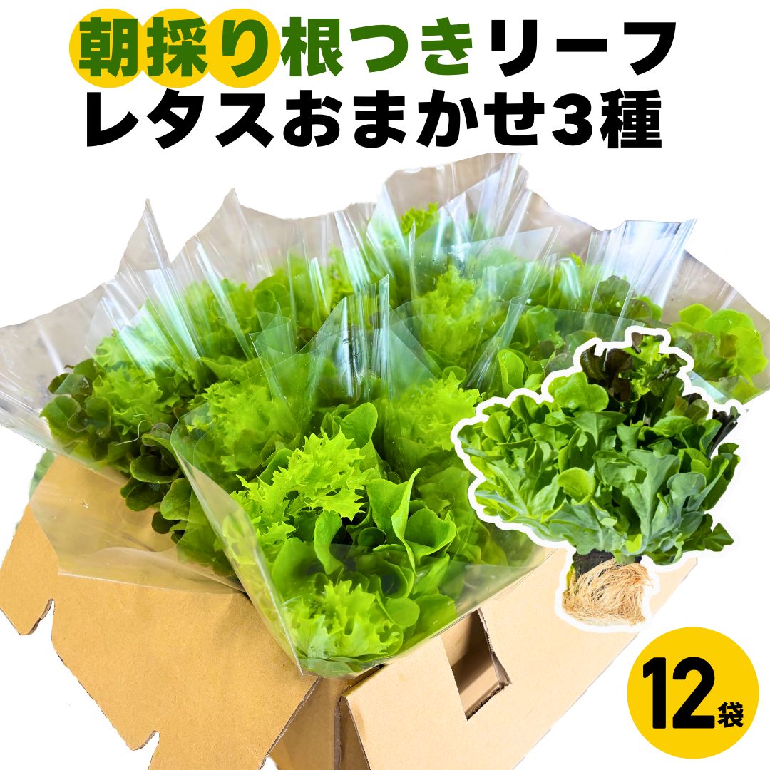 リーフレタス 12袋 朝採り おまかせ 3種 セット お取り寄せ 新鮮 根つき レタス 販売 農場直送 産直 約1kg 詰め合わせ 野菜セット 盛り クール便でお届け
