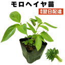 モロヘイヤ 苗 販売 夏野菜 プランター 初心者でも育てやすい 家庭菜園 病気に強い 農場直送 食育 10.5cmポット 1個 2個 3個 4個 セット あり