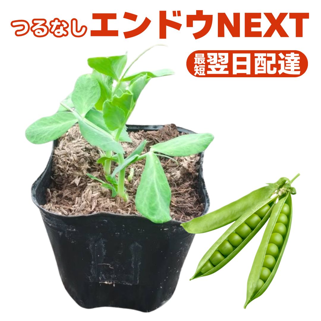 つるなし スナップ えんどう NEXT 苗 販売 大莢 甘い 肉厚 病気に強い プランター ベランダ栽培 家庭菜..