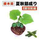 きゅうり 接木苗 夏秋節成り たくさん実る 夏植え 節成り性 暑さに強い 販売 プランター栽培可能 初心者でも育てやすい 家庭菜園 病気に強い 農場直送 10.5cmポット 1個 2個 3個 4個 セット あり