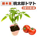 桃太郎 トマト 接木苗 大玉トマト 苗 甘い 販売 初心者でも育てやすい 家庭菜園 病気に強い 農場直送 10.5cmポット 1個 2個 3個 4個 セット あ...