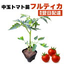 フルティカ トマト 苗 中玉 フルーツトマト 苗 甘い 販売 初心者でも育てやすい 家庭菜園 病気に強い 農場直送 9cmポット 1個 2個 3個 4個 セット...
