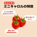 mokku-store:10002325のサンプル画像2