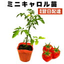 ミニトマト 苗 ミニキャロル 実生苗 甘い たくさん実る 夏植え 暑さに強い 販売 初心者でも育てやすい 家庭菜園 病気に強い 農場直送 10.5cmポット 1...