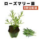 ローズマリー 苗 匍匐性 ほふく性 ハーブ 矮性 販売 食用 家庭菜園 農場直送 家庭菜園 病気に強い 農場直送 食育 9cmポット 1個 2個 3個 4個 セット あり