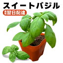 スイートバジル 苗 販売 初心者でも育てやすい プランター ベランダ栽培 ハーブ 苗 室内 食用 家庭菜園 野菜苗 農場直送 9cmポット 送料無料(九州・北海道除く)