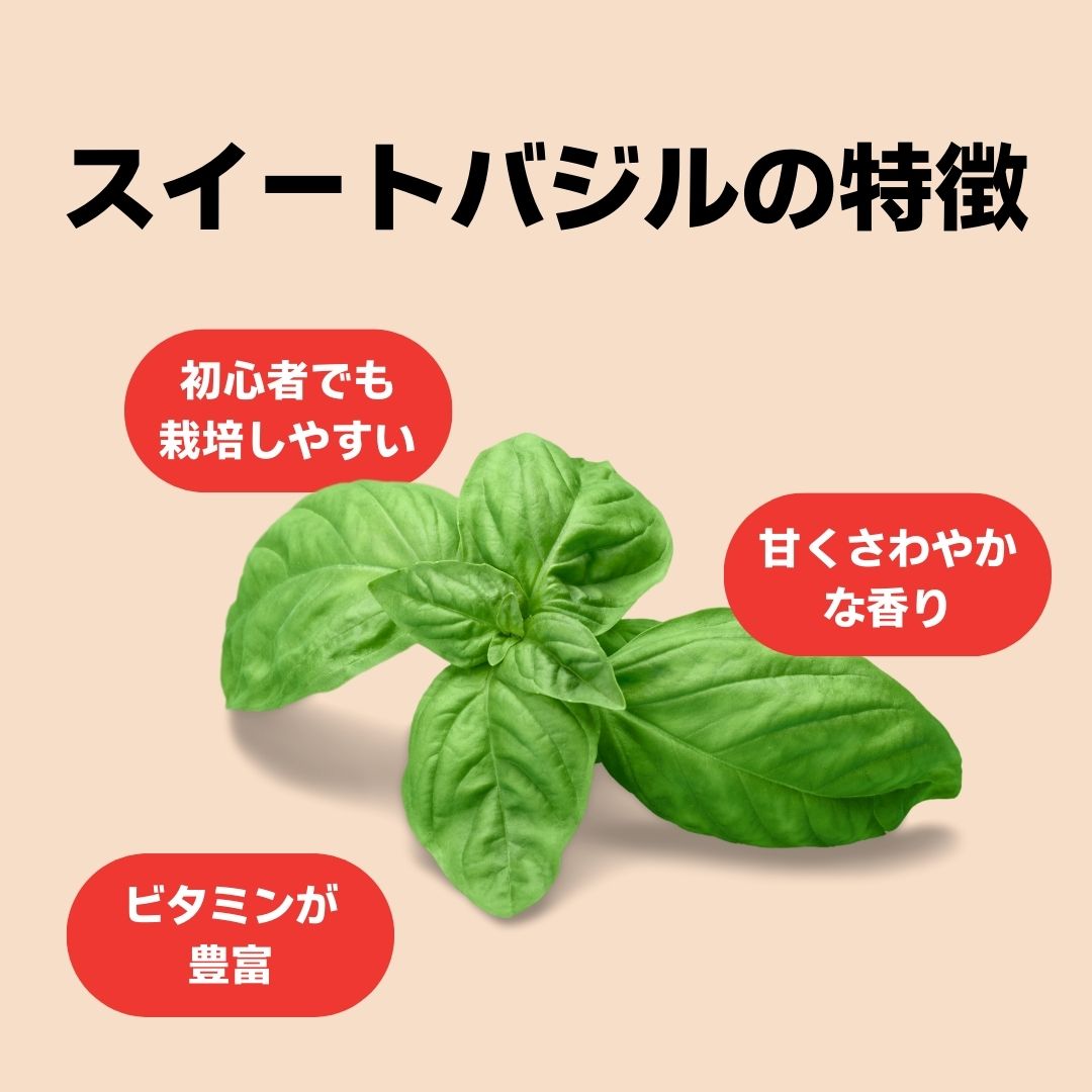 スイートバジル 苗 販売 初心者でも育てやすい プランター ベランダ栽培 ハーブ 苗...