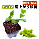 湯あがり娘 枝豆 苗 中早生 甘い 香り高い ゆあがり えだまめ 販売 家庭菜園 病気に強い 農場直送 家庭菜園 病気に強い 農場直送 食育 9cmポット 1個...